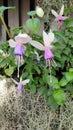 Hardy fuchsia flower plant at garden Royalty Free Stock Photo